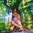 Redwoods & Wine