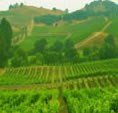 Alexander Valley